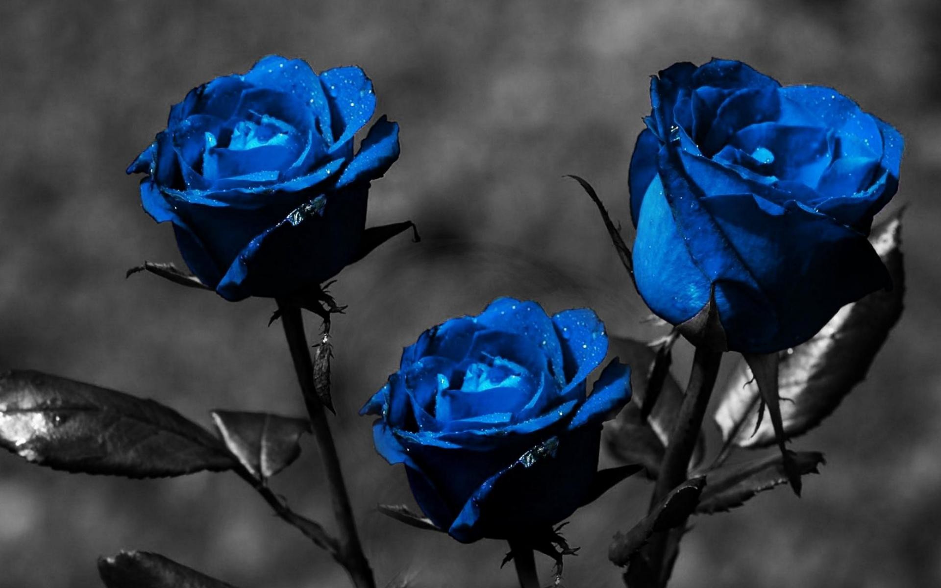 Blue Rose Wallpaper Free Download